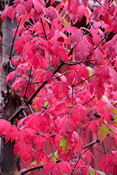 Paperbark Maple (Acer griseum) at Lakeshore Garden Centres