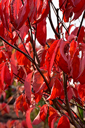 Kay's Appalachian Mist Flowering Dogwood (Cornus florida 'Kay's Appalachian Mist') at Lakeshore Garden Centres
