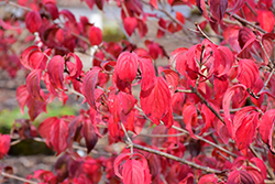 Fireworks Chinese Dogwood (Cornus kousa 'Fireworks') at Lakeshore Garden Centres