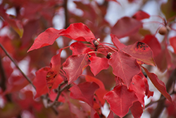 Aristocrat Ornamental Pear (Pyrus calleryana 'Aristocrat') at Lakeshore Garden Centres