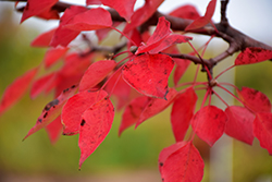 New Bradford Ornamental Pear (Pyrus calleryana 'New Bradford') at Lakeshore Garden Centres