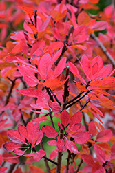 Velvet Cloak Purple Smokebush (Cotinus coggygria 'Velvet Cloak') at Lakeshore Garden Centres