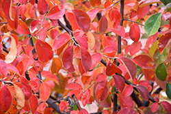 Chinese Quince (Pseudocydonia sinensis) at Lakeshore Garden Centres