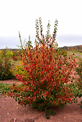Chinese Quince (Pseudocydonia sinensis) at Lakeshore Garden Centres