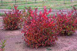 Merlot Virginia Sweetspire (Itea virginica 'Merlot') at Lakeshore Garden Centres