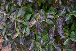 C.A. Hildebrant's Viburnum (Viburnum wrightii 'C.A. Hildebrant's') at Lakeshore Garden Centres