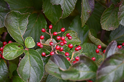 C.A. Hildebrant's Viburnum (Viburnum wrightii 'C.A. Hildebrant's') at Lakeshore Garden Centres