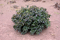C.A. Hildebrant's Viburnum (Viburnum wrightii 'C.A. Hildebrant's') at Lakeshore Garden Centres