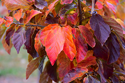 Persian Parrotia (multi stem) (Parrotia persica (multi stem)) at Lakeshore Garden Centres