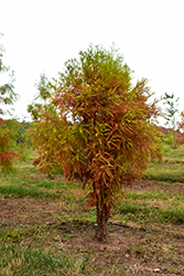 Debonair Baldcypress (Taxodium distichum 'Morris') at Lakeshore Garden Centres