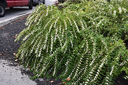 White Japanese Beautyberry (Callicarpa japonica 'Leucocarpa') at Lakeshore Garden Centres