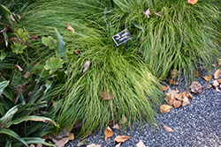 Coahoma Social Sedge (Carex socialis 'Coahoma') at Lakeshore Garden Centres