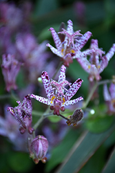 Blue Wonder Toad Lily (Tricyrtis 'Blue Wonder') at Lakeshore Garden Centres