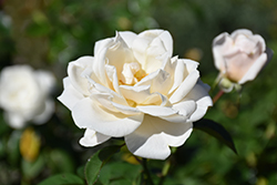 Summer Memories Rose (Rosa 'KORuteli') at Lakeshore Garden Centres