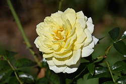 Vigorosa Solero Rose (Rosa 'KORgeleflo') at Lakeshore Garden Centres
