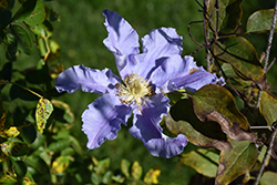 Beata Clematis (Clematis 'Beata') at Lakeshore Garden Centres