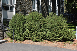 Green Mountain Boxwood (Buxus 'Green Mountain') at Peter Knippel Garden Centre