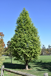 Waasland Dawn Redwood (Metasequoia glyptostroboides 'Waasland') at Lakeshore Garden Centres