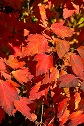 Ruby Frost Red Maple (Acer rubrum 'Polara') at Lakeshore Garden Centres