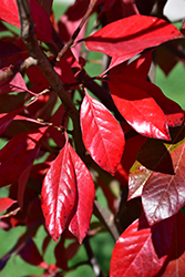 Green Gable Black Gum (Nyssa sylvatica 'NSUHH') at Lakeshore Garden Centres