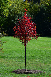 Green Gable Black Gum (Nyssa sylvatica 'NSUHH') at Lakeshore Garden Centres