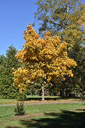 Shagbark Hickory (Carya ovata) at Lakeshore Garden Centres