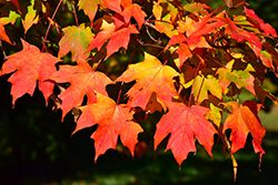 Bonfire Sugar Maple (Acer saccharum 'Bonfire') at Lakeshore Garden Centres