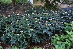 Hot Lips Turtlehead (Chelone lyonii 'Hot Lips') at Peter Knippel Garden Centre