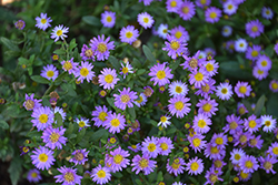 Ezo Murasaki Aster (Aster trifoliatus 'Ezo Murasaki') at Lakeshore Garden Centres