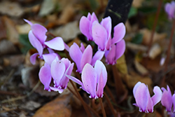 Persian Violet (Cyclamen hederifolium) at Lakeshore Garden Centres