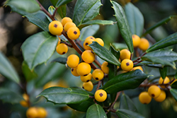 Longwood Gold Holly (Ilex x attenuata 'Longwood Gold') at Lakeshore Garden Centres