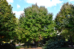 Autumn Flame Red Maple (Acer rubrum 'Autumn Flame') at Lakeshore Garden Centres