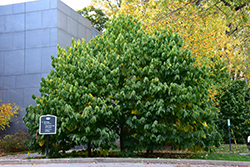 Common Paw Paw (Asimina triloba) at Lakeshore Garden Centres