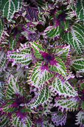 Peter's Wonder Coleus (Solenostemon scutellarioides 'Peter's Wonder') at Lakeshore Garden Centres