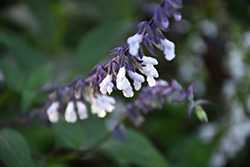 Waverly Sage (Salvia 'Waverly') at Lakeshore Garden Centres
