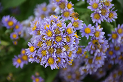 Jindai Tartarian Aster (Aster tataricus 'Jindai') at Lakeshore Garden Centres