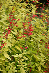 Golden Delicious Pineapple Sage (Salvia elegans 'Golden Delicious') at Lakeshore Garden Centres