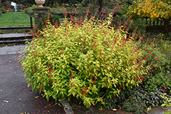 Golden Delicious Pineapple Sage (Salvia elegans 'Golden Delicious') at Lakeshore Garden Centres