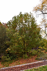 Mongolian Oak (Quercus mongolica) at Lakeshore Garden Centres