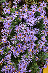 Raydon's Favorite Aster (Symphyotrichum oblongifolium 'Raydon's Favorite') at Lakeshore Garden Centres