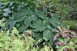 Sargent's Hydrangea (Hydrangea aspera 'var. sargentiana') at Lakeshore Garden Centres