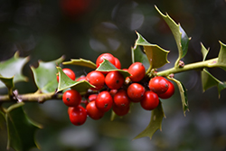 San Jose Holly (Ilex x aquipernyi 'San Jose') at Lakeshore Garden Centres
