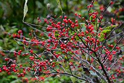 Autumn Glow Winterberry Holly (Ilex 'Autumn Glow') at Lakeshore Garden Centres