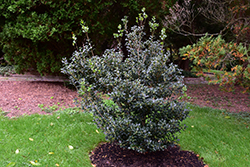 False Holly (Osmanthus heterophyllus) at Lakeshore Garden Centres