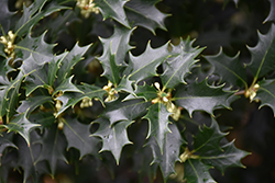 False Holly (Osmanthus heterophyllus) at Lakeshore Garden Centres