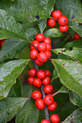 Oosterwijk Winterberry (Ilex verticillata 'Oosterwijk') at Lakeshore Garden Centres