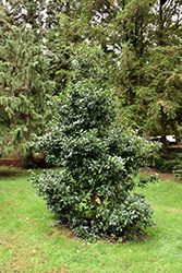 Lassie Holly (Ilex x koehneana 'Lassie') at Lakeshore Garden Centres