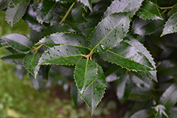 Lassie Holly (Ilex x koehneana 'Lassie') at Lakeshore Garden Centres