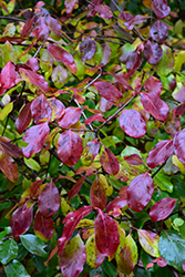 Emerald Charm Rusty Blackhaw (Viburnum rufidulum 'Emerald Charm') at Lakeshore Garden Centres