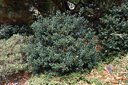 Blue Angel Meserve Holly (Ilex x meserveae 'Conang') at Lakeshore Garden Centres